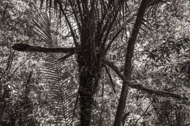 Black and white picture of Tropical natural jungle forest with palm trees at hiking trail and path to Praia Lopes Mendes on the big tropical island Ilha Grande in Angra dos Reis Rio de Janeiro Brazil.