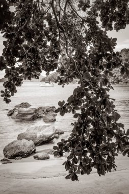 Muhteşem Mangrove plajı ve Pouso plajı Angra dos Reis Rio de Janeiro Brezilya 'daki büyük tropikal ada Ilha Grande.