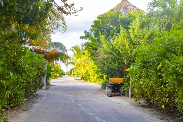Quintana Roo Mexico 'daki güzel Holbox adasında kumlu yol yürüyüşü ve tropikal doğa manzarası.