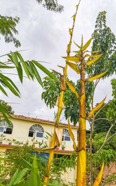 Green yellow bamboo trees in tropical nature of in Zicatela Puerto Escondido Oaxaca Mexico.
