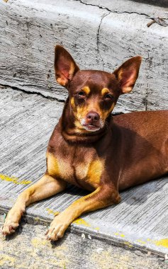 Portrait of a Mexican brown russian toy terrier dog while looking lovely and cute in the camera in Zicatela Puerto Escondido Oaxaca Mexico.