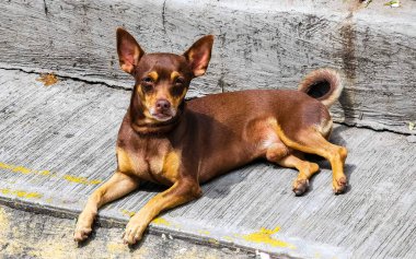 Portrait of a Mexican brown russian toy terrier dog while looking lovely and cute in the camera in Zicatela Puerto Escondido Oaxaca Mexico.