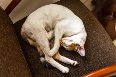Tired white cat sleeping on armchair chair in Playa del Carmen Quintana Roo Mexico.