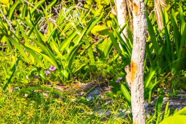 Red bellied woodpecker hammering drill on tree trunk in Playa del Carmen Quintana Roo Mexico.