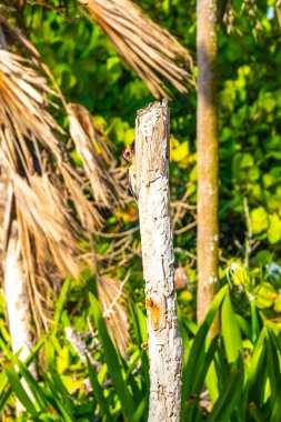 Red bellied woodpecker hammering drill on tree trunk in Playa del Carmen Quintana Roo Mexico.