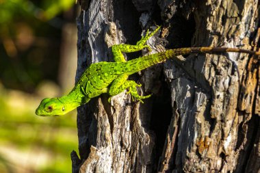 A Caribbean green lizard Lacerta Viridis half green half brown lizards hanging and climbing on tree trunkin Playa del Carmen Quintana Roo Mexico.