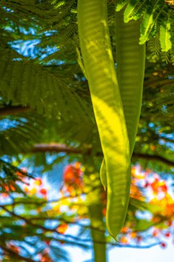 Flamboyant or Delonix Regia red flowers closeup. Beautiful tropical flame tree flowers. Royal Poinciana Tree or Flame Tree or Peacock Flower in Playa del Carmen Quintana Roo Mexico.