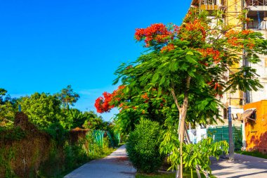 Flamboyant or Delonix Regia red flowers closeup. Beautiful tropical flame tree flowers. Royal Poinciana Tree or Flame Tree or Peacock Flower in Playa del Carmen Quintana Roo Mexico.