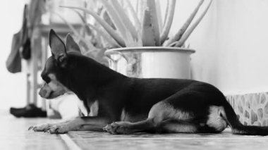 Portrait of a Mexican brown russian toy terrier dog while he is tired and sleepy in Playa del Carmen Quintana Roo Mexico.