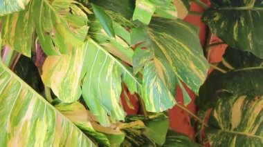 Tropical green and yellow plant with large leaves Dieffenbachia Dumb Cane houseplant is climbing the wall in Playa del Carmen Mexico.