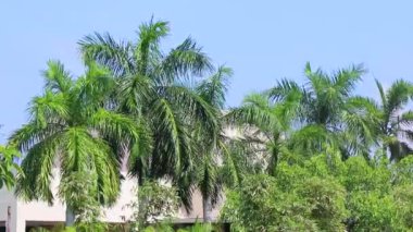 Luis Donaldo Colosio Playa del Carmen Mexico 'da mavi gri bulutlu gökyüzü arka planı olan tropik doğal Meksika palmiyeleri..