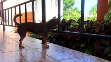 Portrait of a Mexican brown russian toy terrier dog while he is tired and sleepy in Playa del Carmen Quintana Roo Mexico.