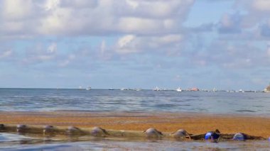 Sargazo yosunlu tropik Meksika plajı ve Playa del Carmen Meksika 'da berrak turkuaz mavi su.