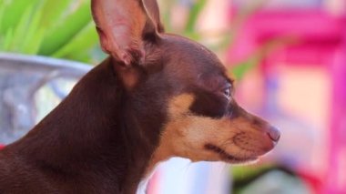 Portrait of a Mexican brown russian toy terrier dog while he is tired and sleepy in Playa del Carmen Quintana Roo Mexico.