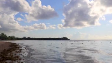 Sargazo yosunlu tropik Meksika plajı ve Playa del Carmen Meksika 'da berrak turkuaz mavi su.