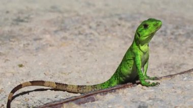 Bir Karayip yeşil kertenkelesi Lacerta Viridis. Playa del Carmen Quintana Roo Meksika 'da yerde yarı yeşil yarı kahverengi kertenkele..