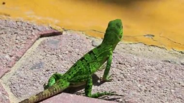 Bir Karayip yeşil kertenkelesi Lacerta Viridis. Playa del Carmen Quintana Roo Meksika 'da yerde yarı yeşil yarı kahverengi kertenkele..