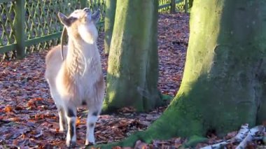 Brgerpark Bremerhaven Almanya 'sındaki bir çiftlikte boynuzlu ve kürklü şirin keçiler ve koyunlar..