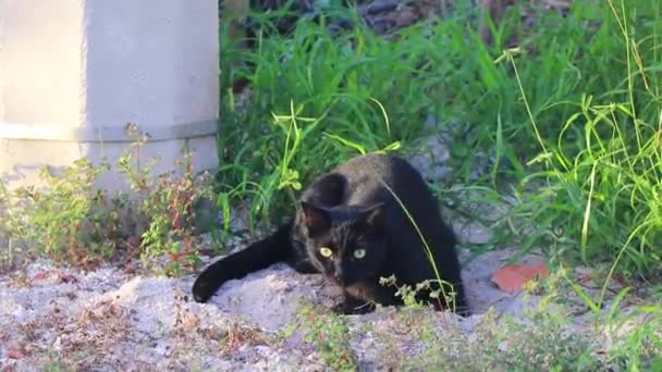 Black Puma Cougar Cat Lurking Grass Busheson Isla Holbox Island — Vídeo de Stock