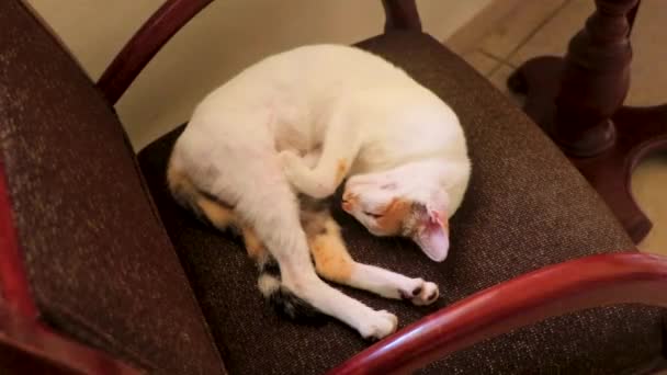 Tired White Cat Sleeping Armchair Chair Playa Del Carmen Quintana — Vídeos de Stock