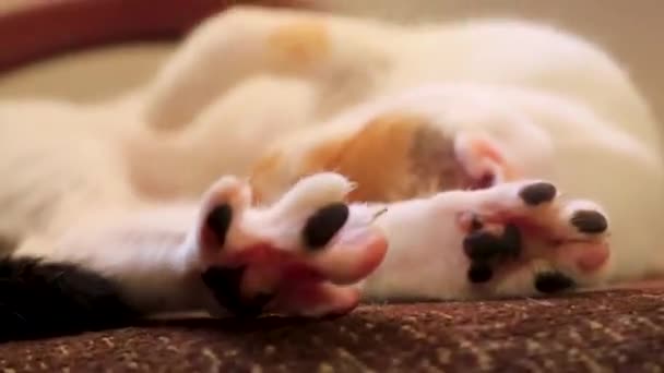 Tired White Cat Sleeping Armchair Chair Playa Del Carmen Quintana — Vídeo de Stock