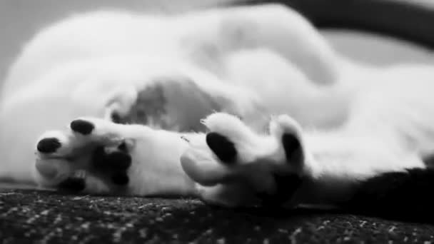 Tired White Cat Sleeping Armchair Chair Mexico — Vídeo de Stock