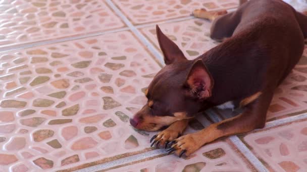 彼が疲れている間 メキシコの茶色のロシアのおもちゃのテリア犬の肖像画プラヤ カルメンキンタナ メキシコで眠い — ストック動画