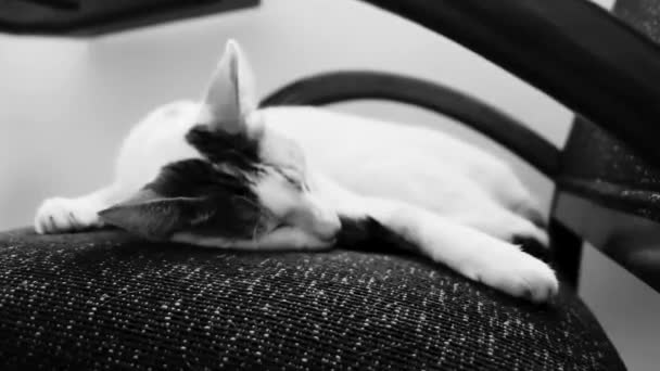 メキシコのアームチェアで寝ている疲れ白い猫 — ストック動画