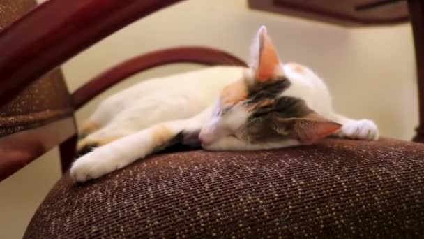 Tired White Cat Sleeping Armchair Chair Mexico — Stockvideo