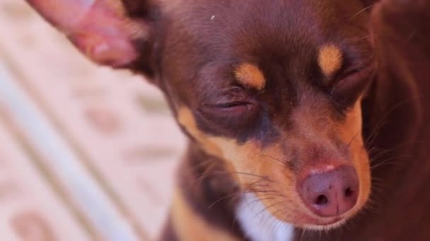 Портрет Мексиканской Коричневой Русской Игрушечной Терьеровой Собаки Время Устал Сонный — стоковое видео