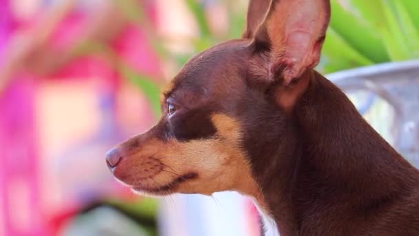 彼が疲れている間 メキシコの茶色のロシアのおもちゃのテリア犬の肖像画プラヤ カルメンキンタナ メキシコで眠い — ストック動画