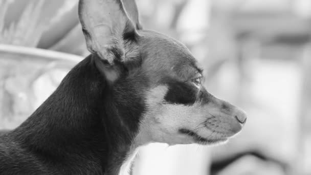 Portrait Mexican Brown Russian Toy Terrier Dog While Tired Sleepy — Video Stock