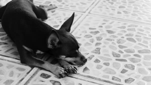 Портрет Мексиканской Коричневой Русской Игрушечной Терьеровой Собаки Время Устал Сонный — стоковое видео