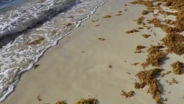 Mucha Agua Playa Caribeña Muy Asquerosa Sucia Con Sargazo Algas — Vídeos de Stock