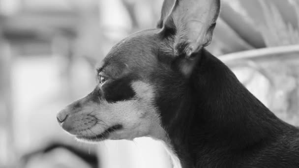 Portrait Mexican Brown Russian Toy Terrier Dog While Tired Sleepy — Vídeos de Stock