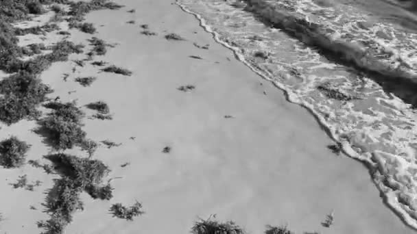 Багато Дуже Огидної Брудної Карибської Пляжної Води Морськими Водоростями Саргазо — стокове відео