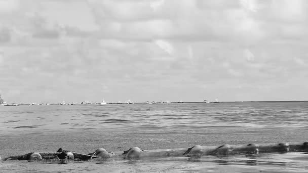 Tropischer Mexikanischer Strand Mit Sargazo Algennetz Und Klarem Türkisblauem Wasser — Stockvideo