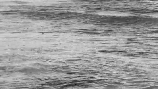 Neotropis Long Tailed Cormorant Swimming Water Seaweed Sargazo Playa Del — Stockvideo