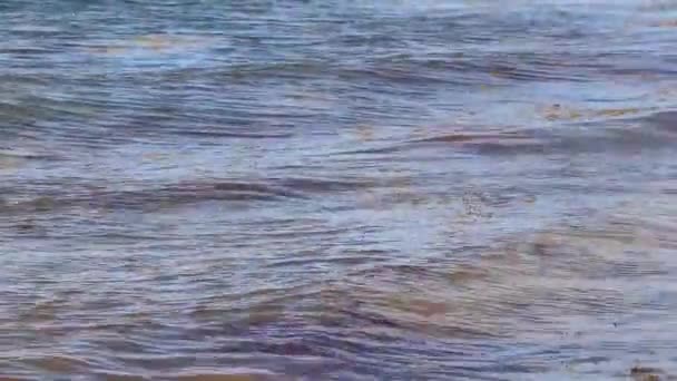 Neotropis Long Tailed Cormorant Swimming Water Seaweed Sargazo Playa Del — Wideo stockowe