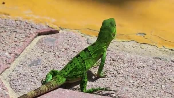 Karibisk Grön Ödla Lacerta Viridis Halvgröna Halvbruna Ödlor Marken Playa — Stockvideo