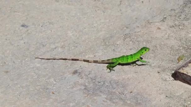 在墨西哥卡门 金塔纳罗奥州的地上 一只加勒比绿色蜥蜴Lacerta Viridis半绿色半绿色半褐色蜥蜴 — 图库视频影像
