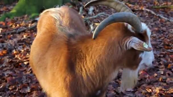 Cute Small Goat Goats Sheep Horns Antlers Fur Skin Farm — Vídeos de Stock