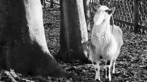 Aranyos Kecskék Juhok Szarvakkal Agancs Szőrme Bőr Egy Gazdaságban Brgerpark — Stock videók