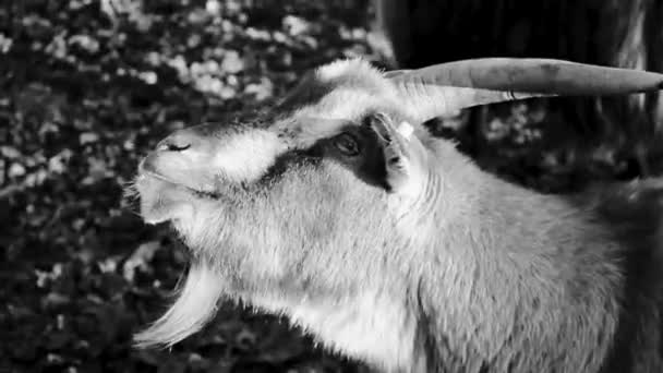 Cute Small Goat Goats Sheep Horns Antlers Fur Skin Farm — 비디오