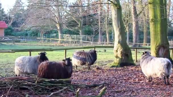 Cute Małe Kozy Owce Rogami Poroża Skóry Futra Gospodarstwie Brgerpark — Wideo stockowe