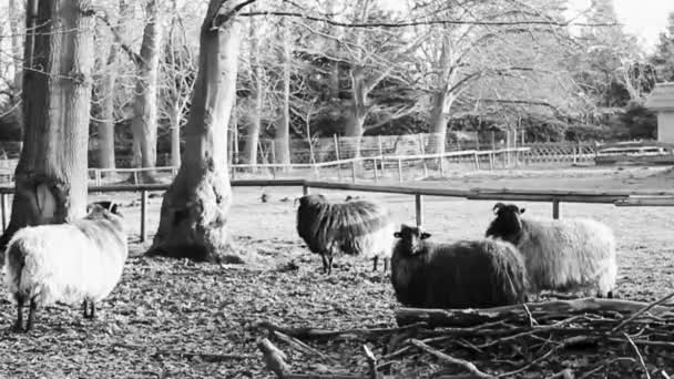 Roztomilé Malé Kozy Ovce Rohy Parohy Kožešinová Kůže Farmě Brgerpark — Stock video
