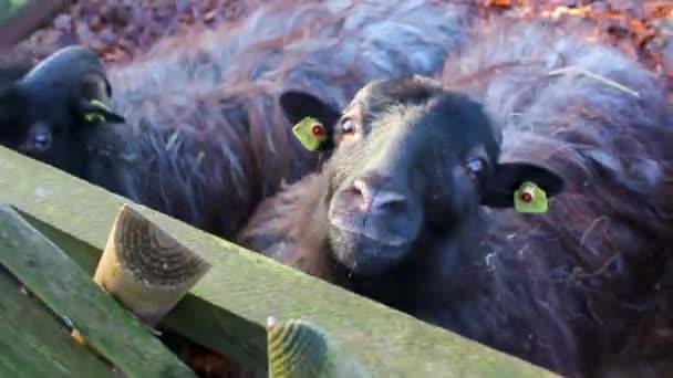 Cute Small Goat Goats Sheep Horns Antlers Fur Skin Farm — Video Stock