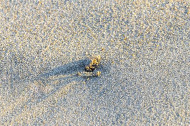 Küçük kum yengeci, Zicatela Puerto Escondido Oaxaca 'daki kumsalda kazı yapıyor..