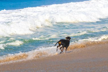 Siyah köpek Zicatela Puerto Escondido Oaxaca 'da koşuyor ve yürüyor..