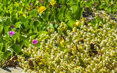 Güzel pembe menekşe mor sabah zaferi ya da Keçi ayağı Ipomoea pes-caprae sürünen çiçek çiçekleri Zicatela Puerto Escondido Oaxaca Meksika demiryolu sarmaşığı.